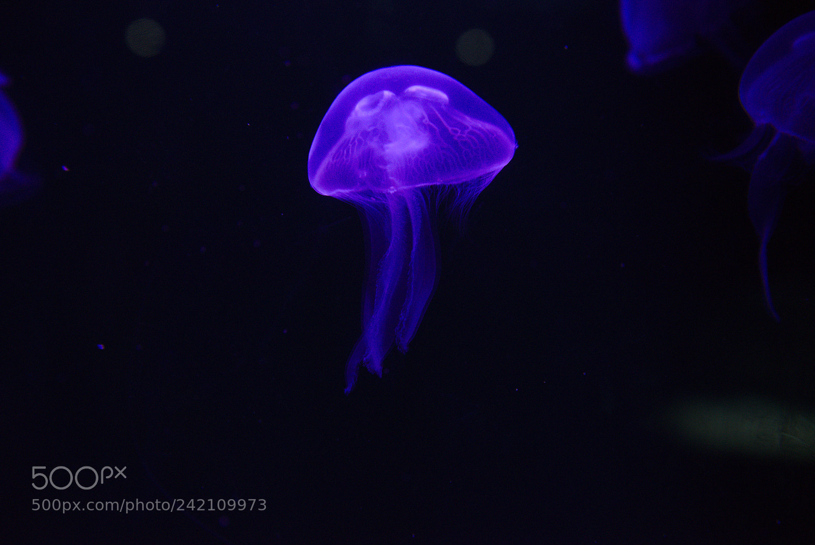 Nikon D800 sample photo. Shining jellyfish photography