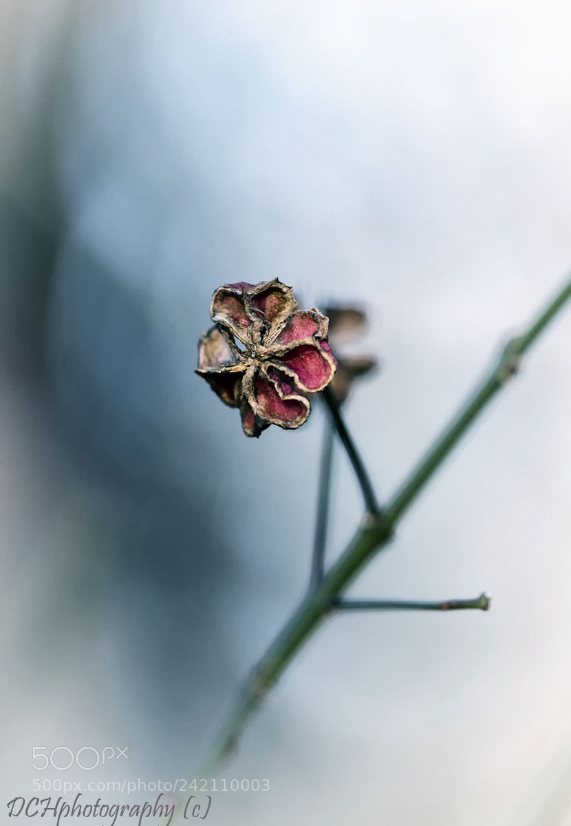 Canon EOS 650D (EOS Rebel T4i / EOS Kiss X6i) sample photo. Burning-bush photography