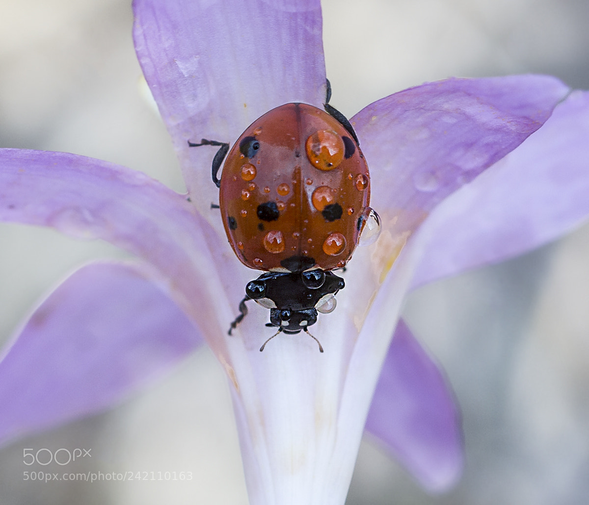 Nikon D7100 sample photo. Ladybug photography