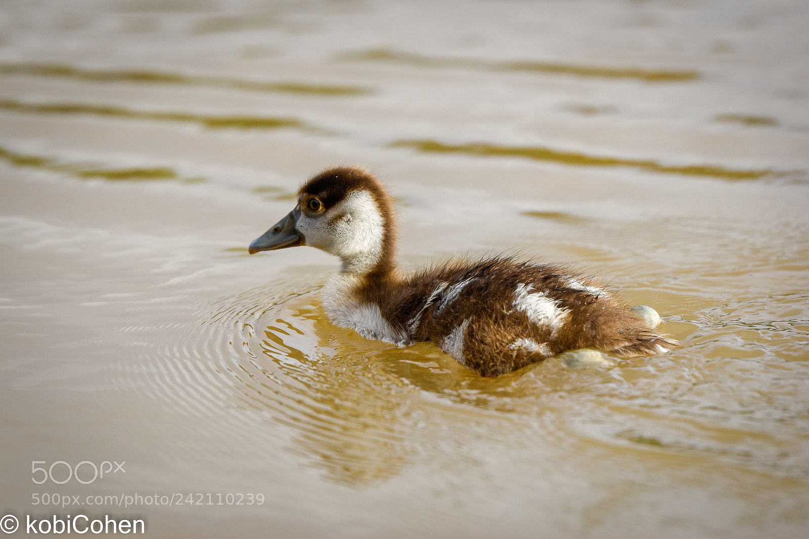 Nikon D5600 sample photo. Baby duck iii photography