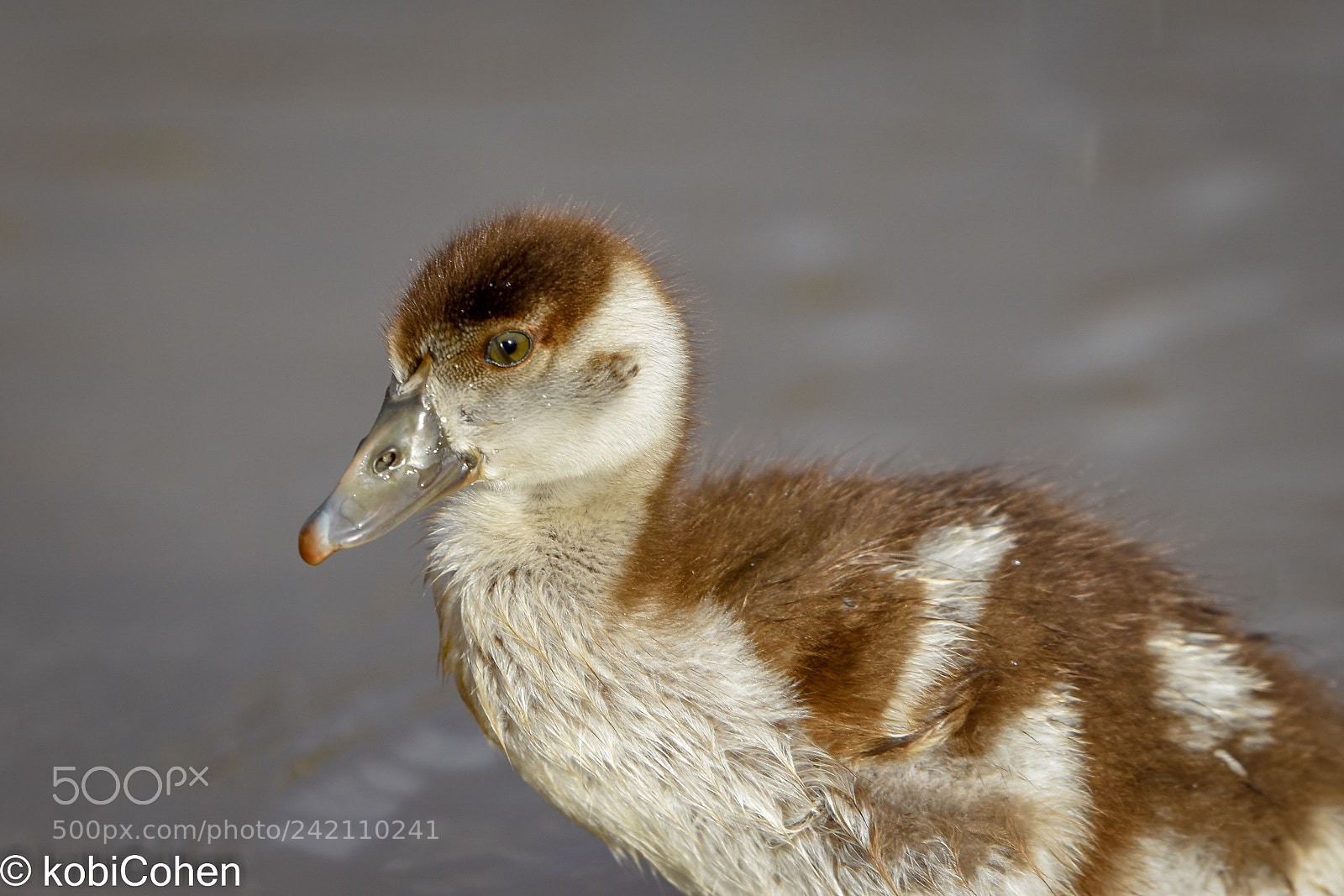 Nikon D5600 sample photo. Baby duck ii photography