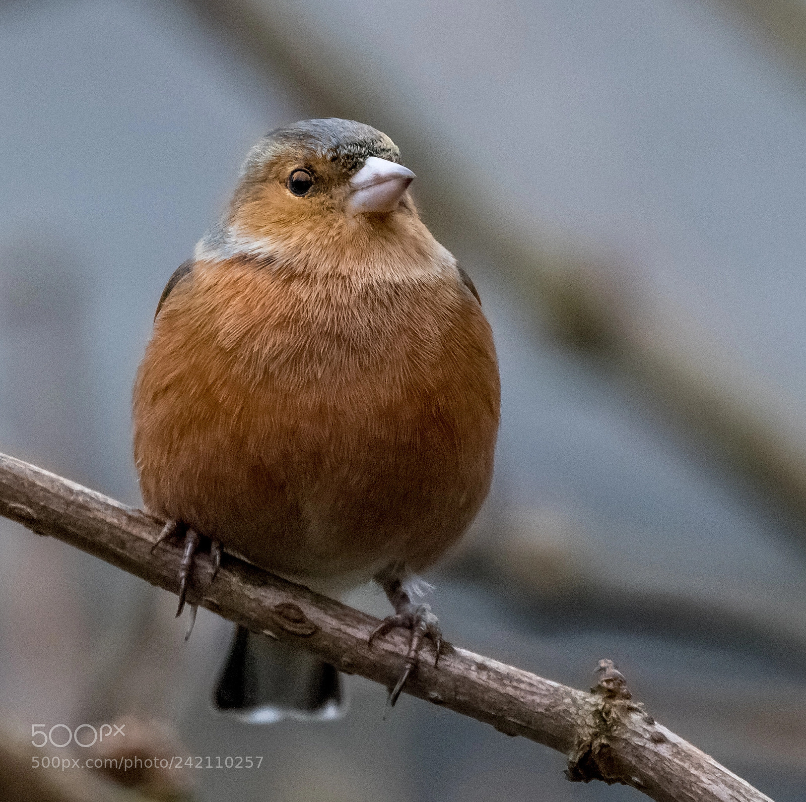Canon EOS 7D Mark II sample photo. Finch photography
