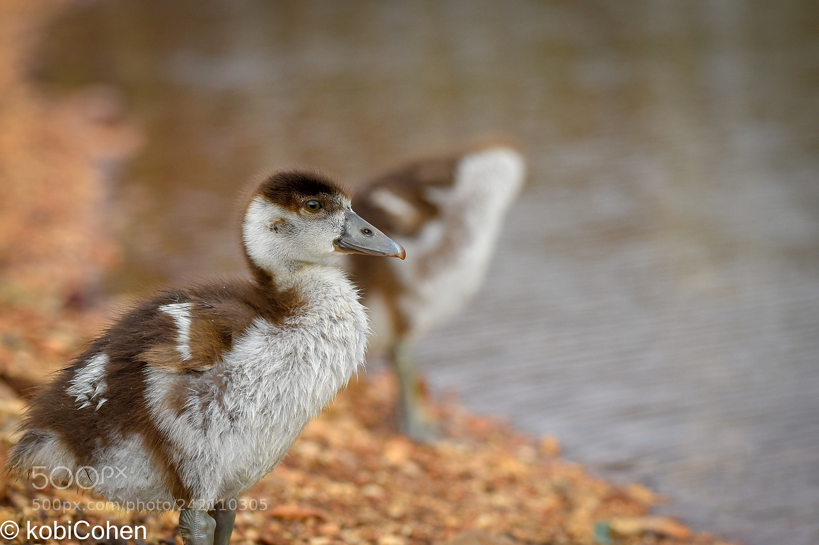 Nikon D5600 sample photo. Baby duck i photography