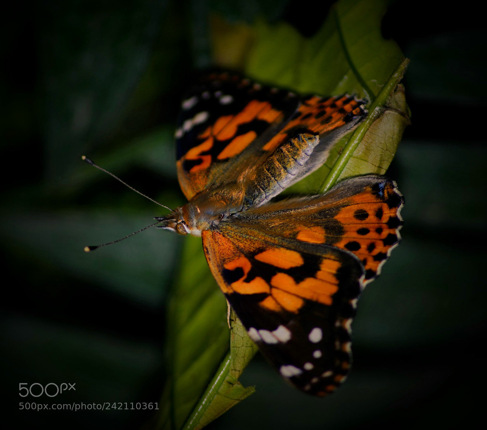 Nikon D3000 sample photo. Painted lady butterfly photography