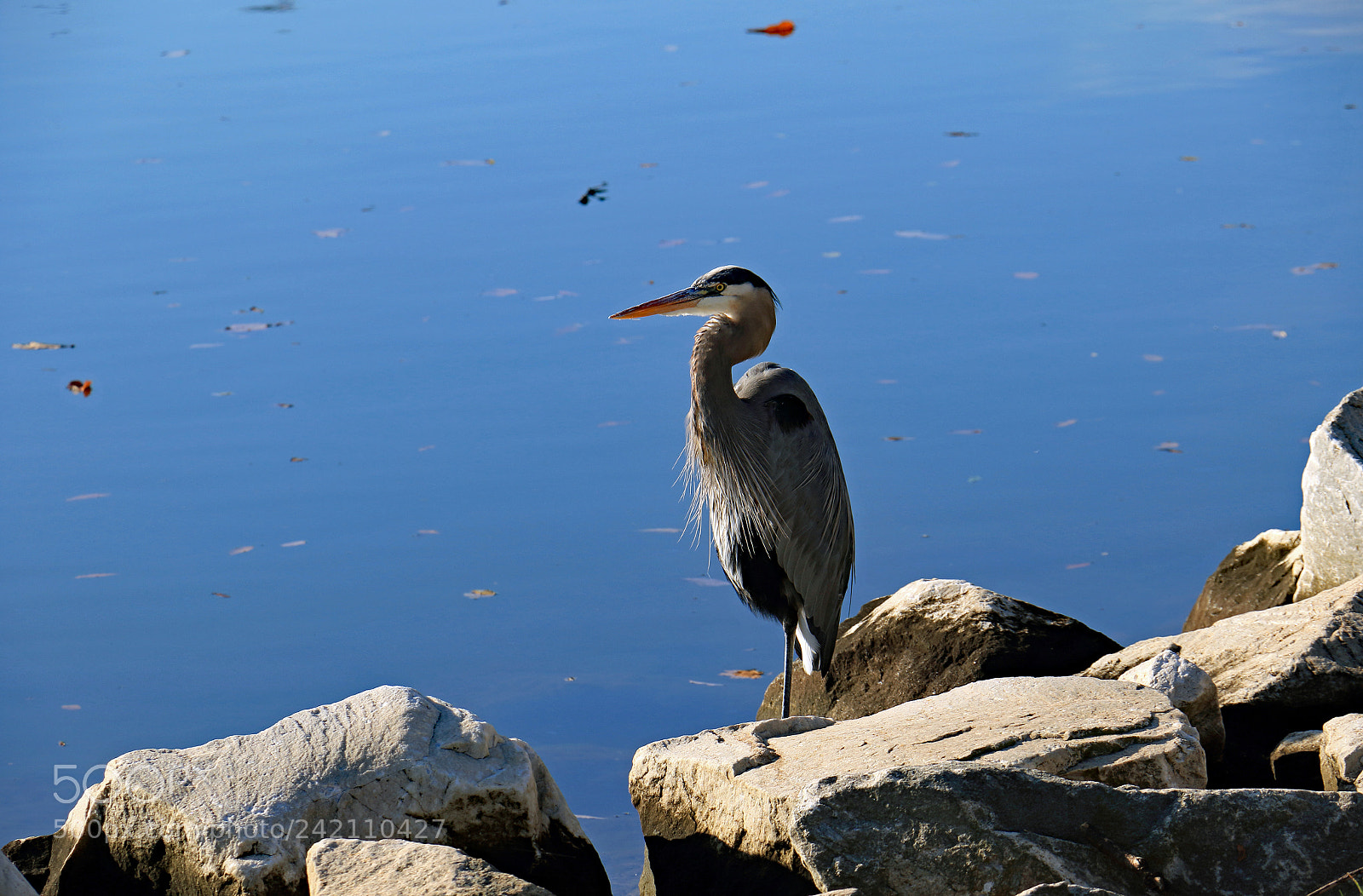 Canon EOS 7D Mark II sample photo. Heron photography