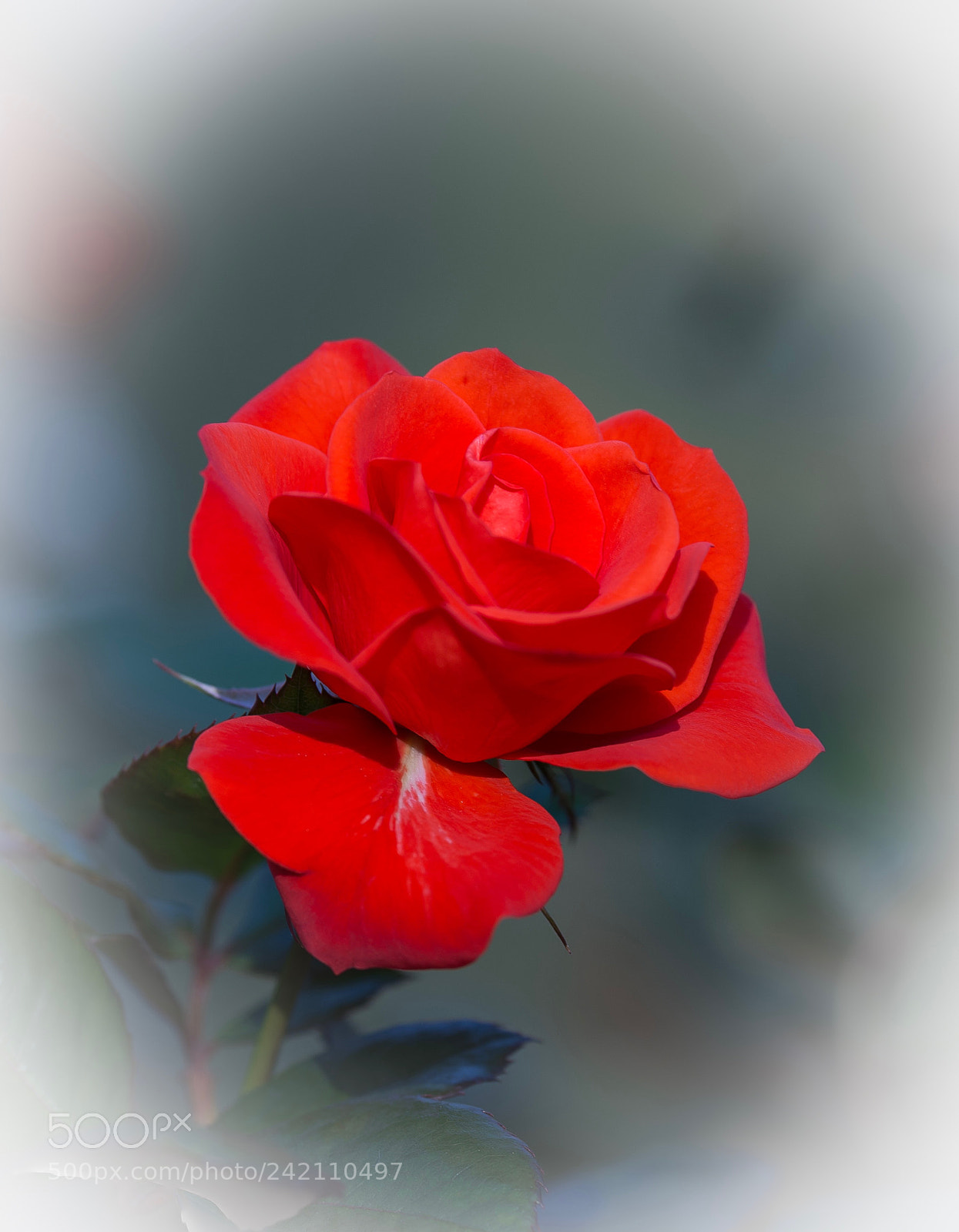 Nikon D800E sample photo. Untitled photography