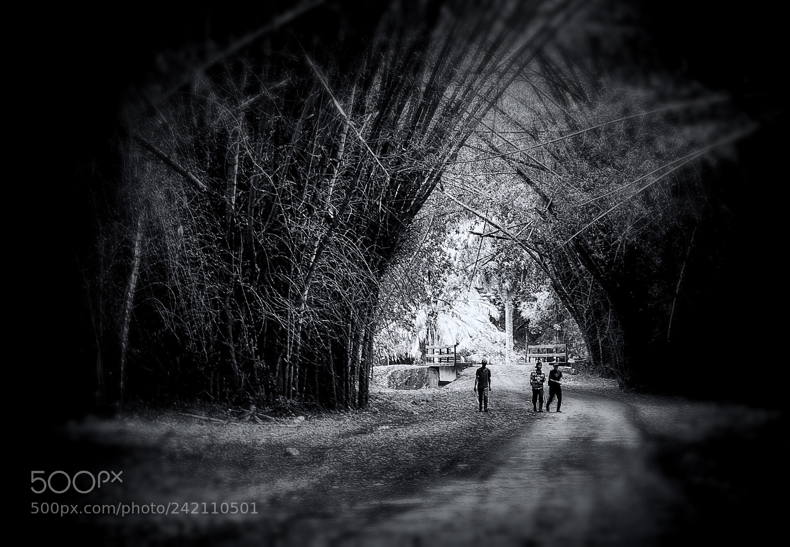 Sony SLT-A57 sample photo. Bamboo tunnel photography