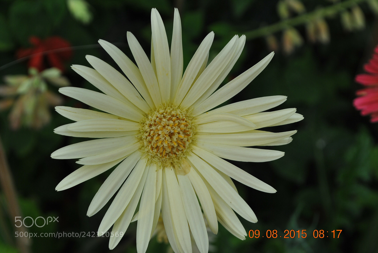 Nikon D3000 sample photo. Beautiful shades of yellow photography
