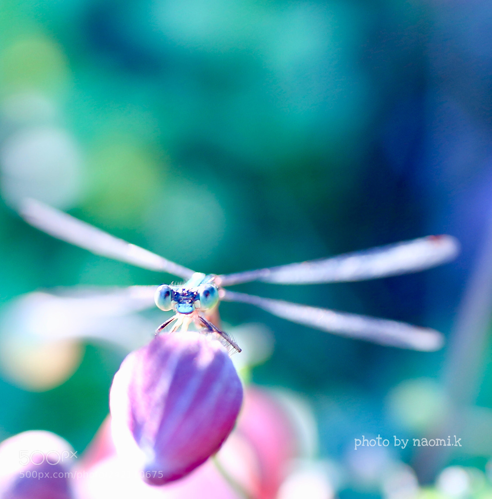 Canon EOS M10 sample photo. Dragonfly photography