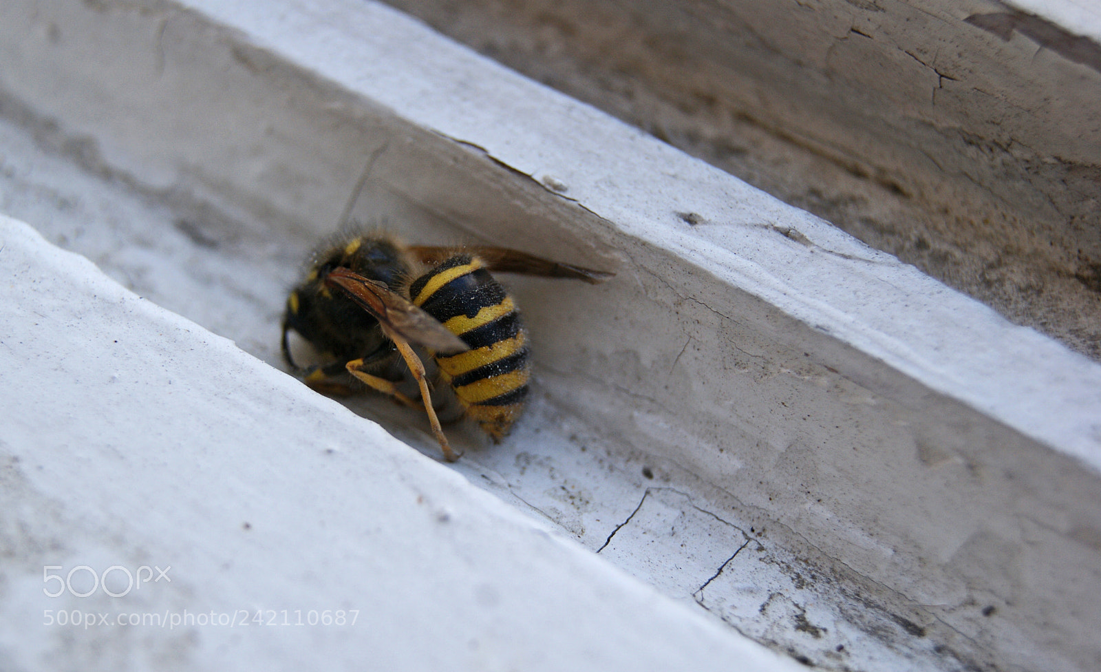 Sony Alpha DSLR-A230 sample photo. Dead and alone photography