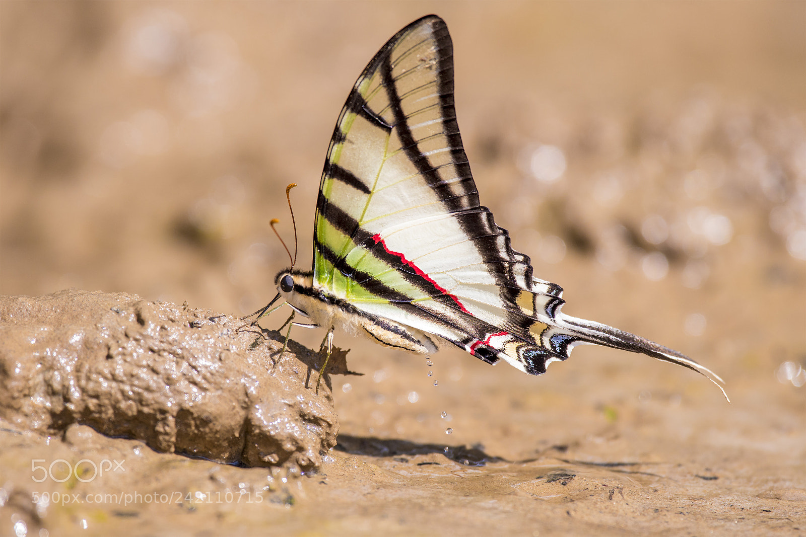 Nikon D500 sample photo. Peeing butterfly photography