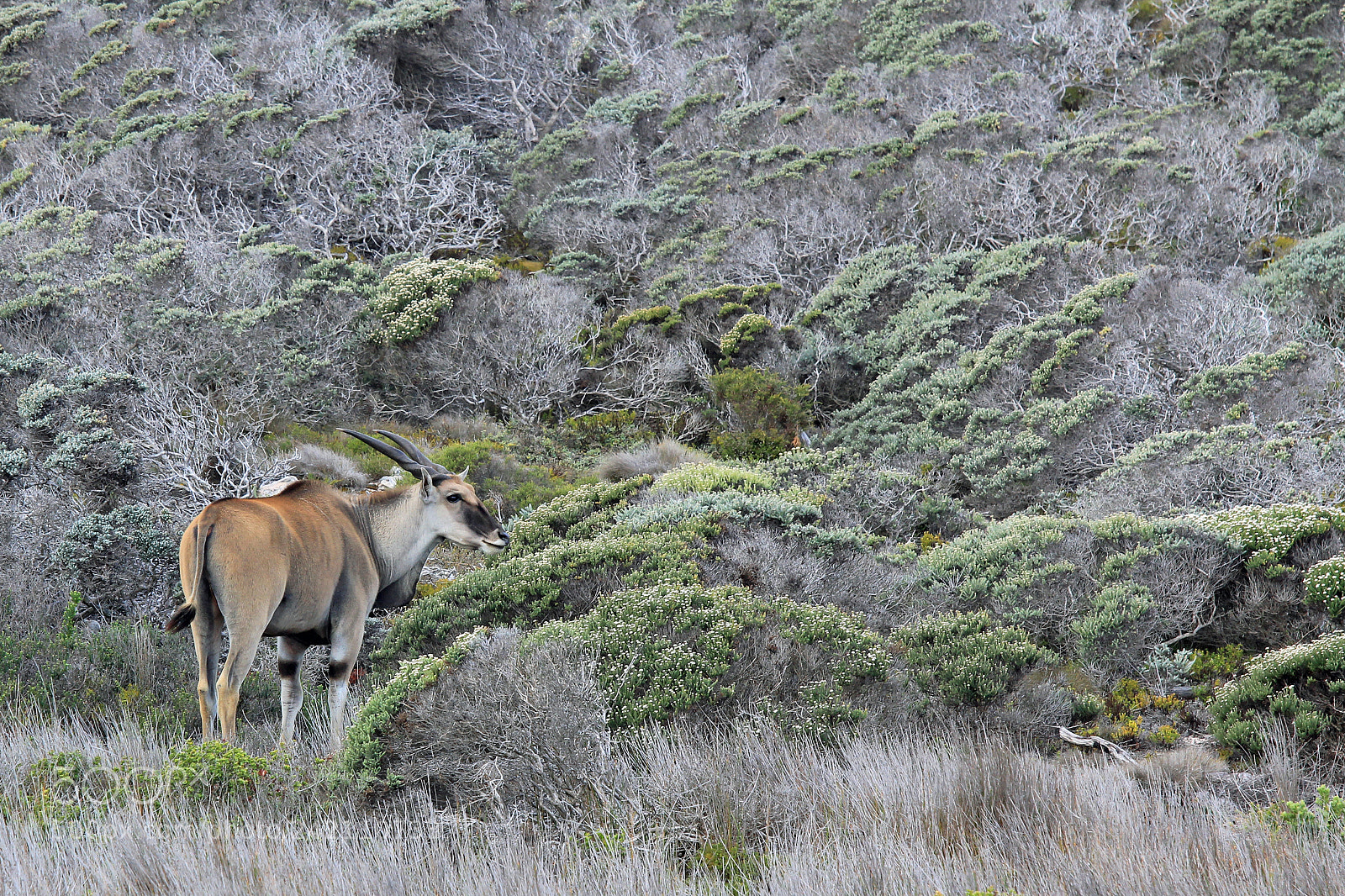 Canon EOS 550D (EOS Rebel T2i / EOS Kiss X4) sample photo. Common eland (taurotragus oryx), photography