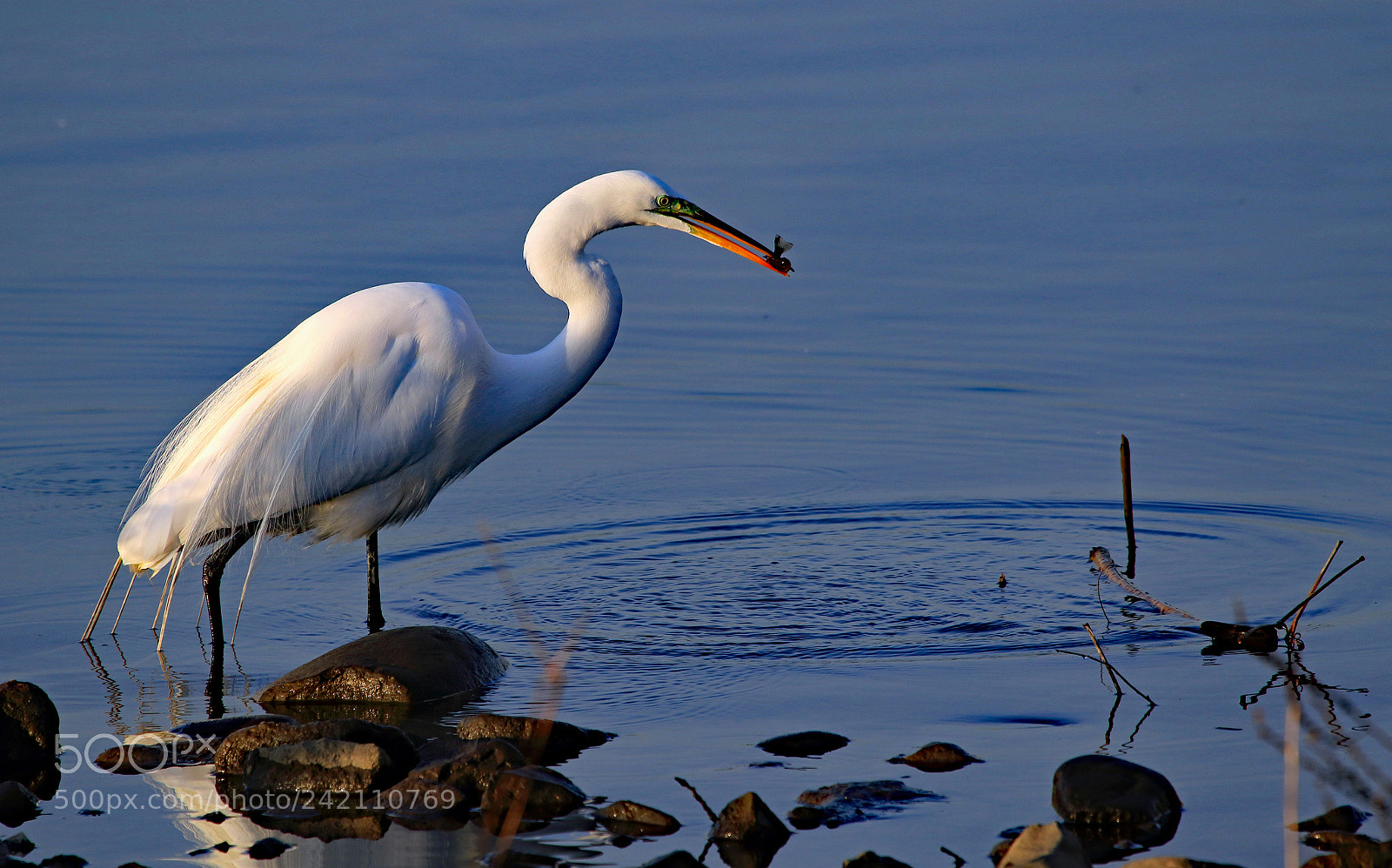 Canon EOS 7D Mark II sample photo. Meadowlands egret i photography