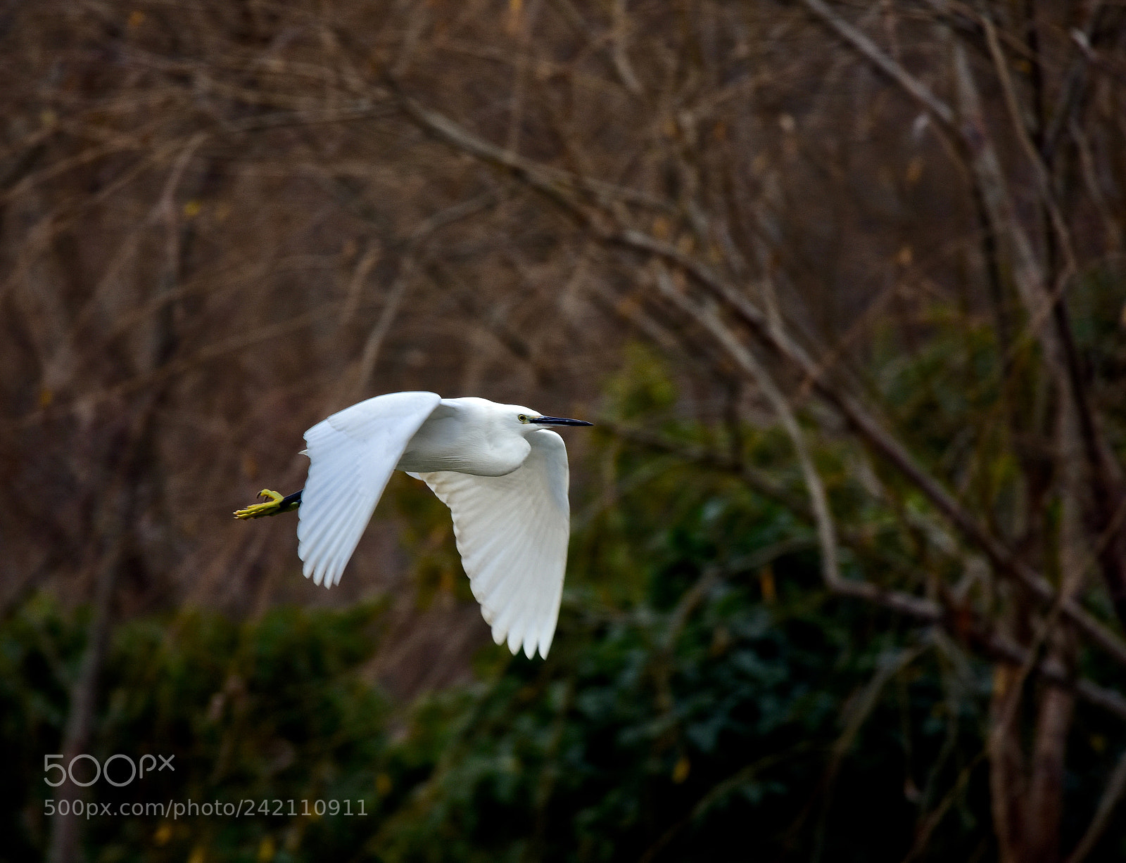 Nikon D7200 sample photo. In the rain photography