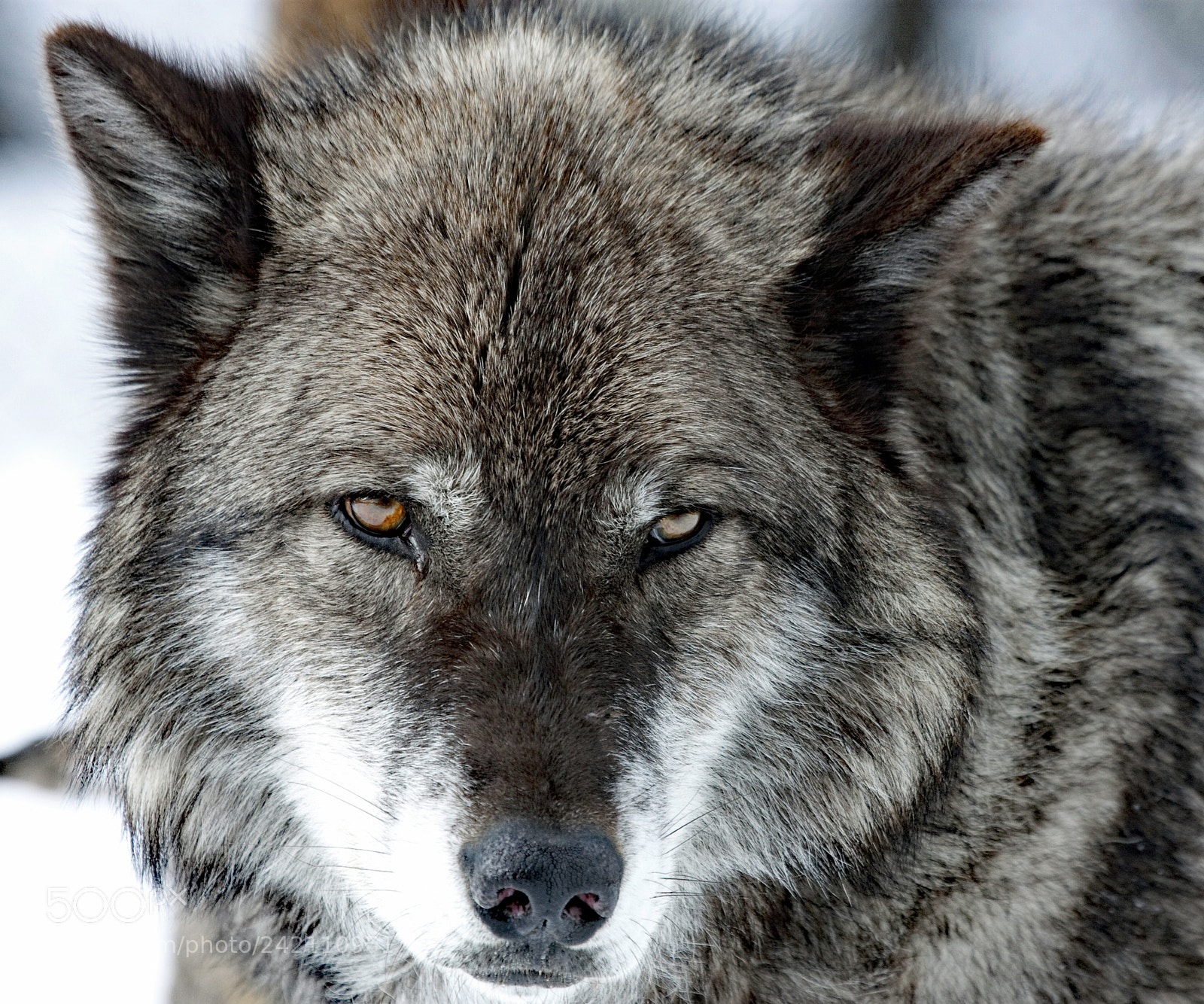 Canon EOS 450D (EOS Rebel XSi / EOS Kiss X2) sample photo. Yellowstone gray wolf photography