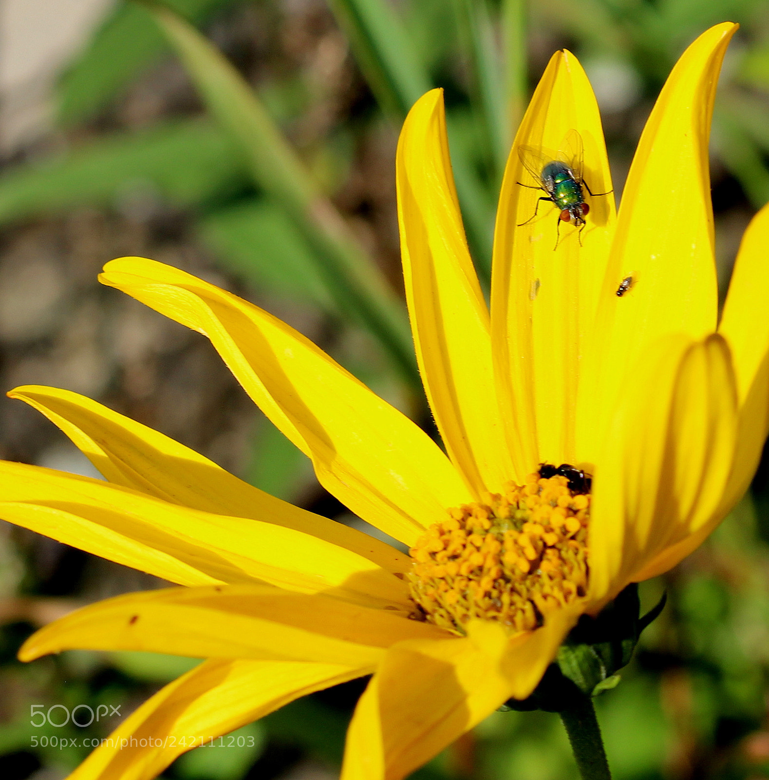 Canon EOS 100D (EOS Rebel SL1 / EOS Kiss X7) sample photo. Yelow flower photography