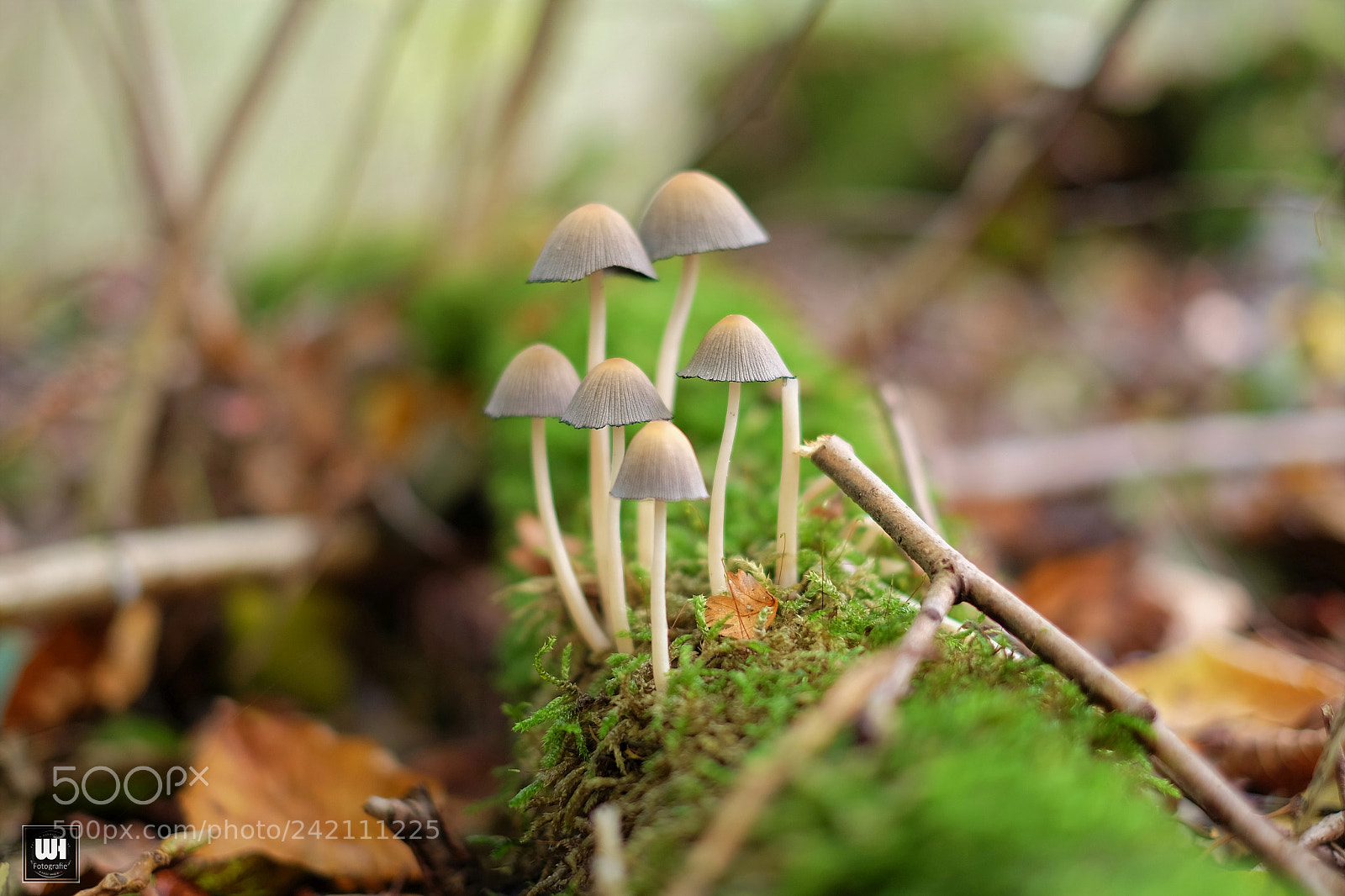 Fujifilm X-T10 sample photo. Mushroom / pilz photography