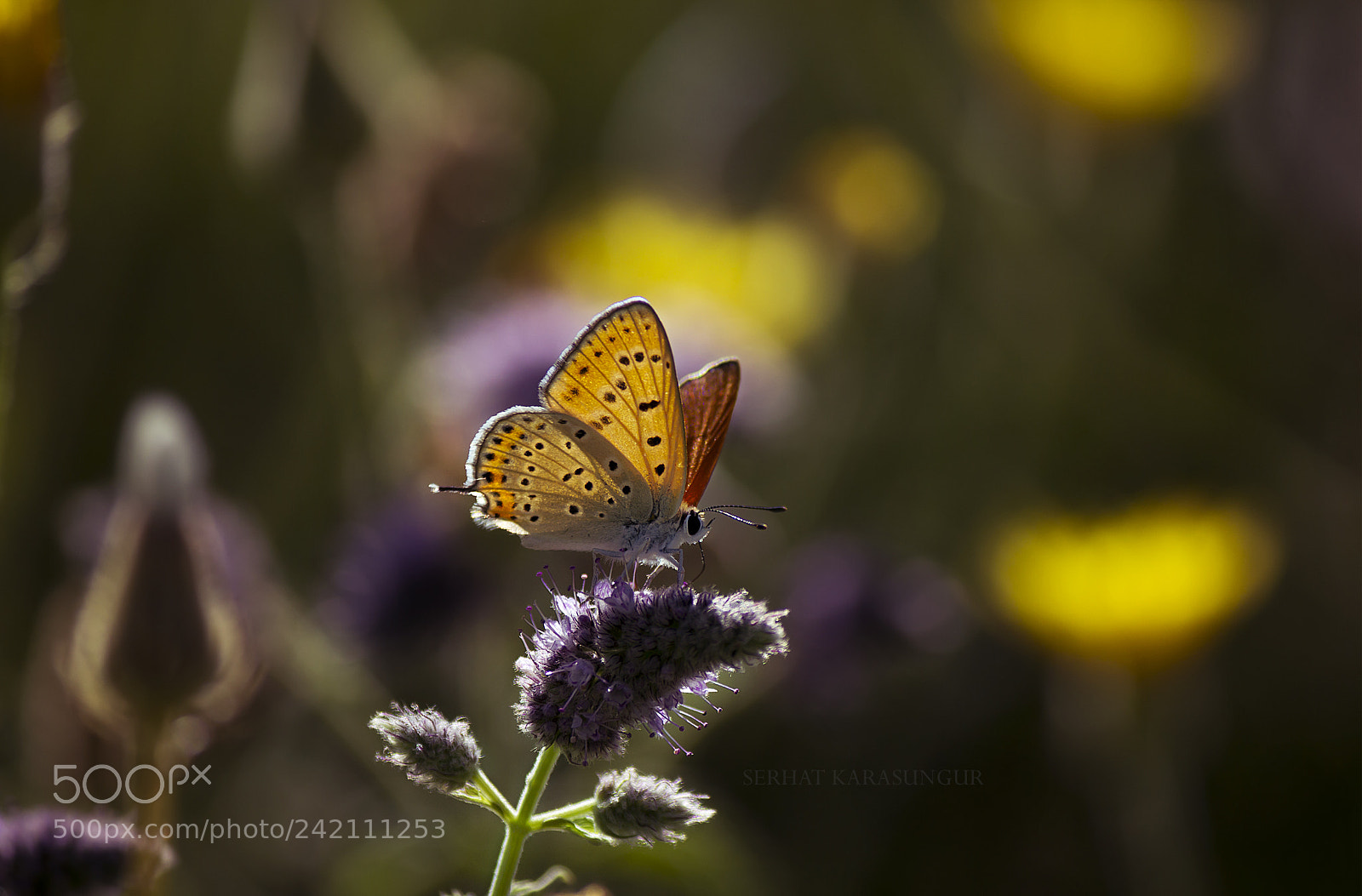 Canon EOS 550D (EOS Rebel T2i / EOS Kiss X4) sample photo. Butterfly photography