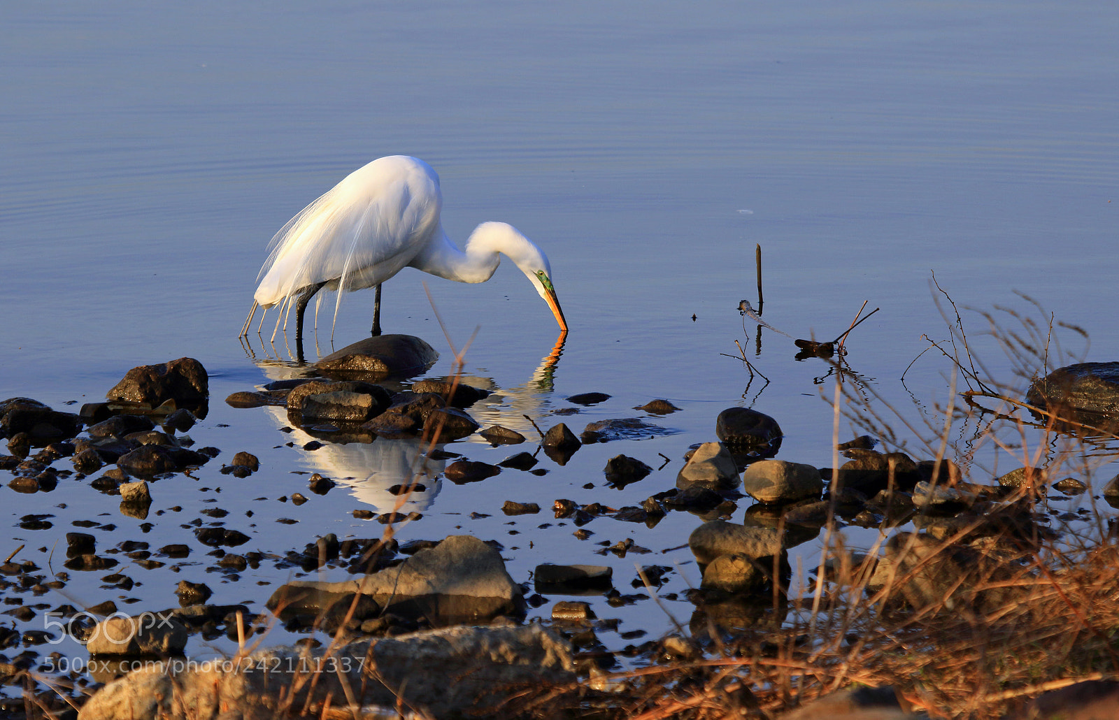 Canon EOS 7D Mark II sample photo. Meadowlands egret ii photography
