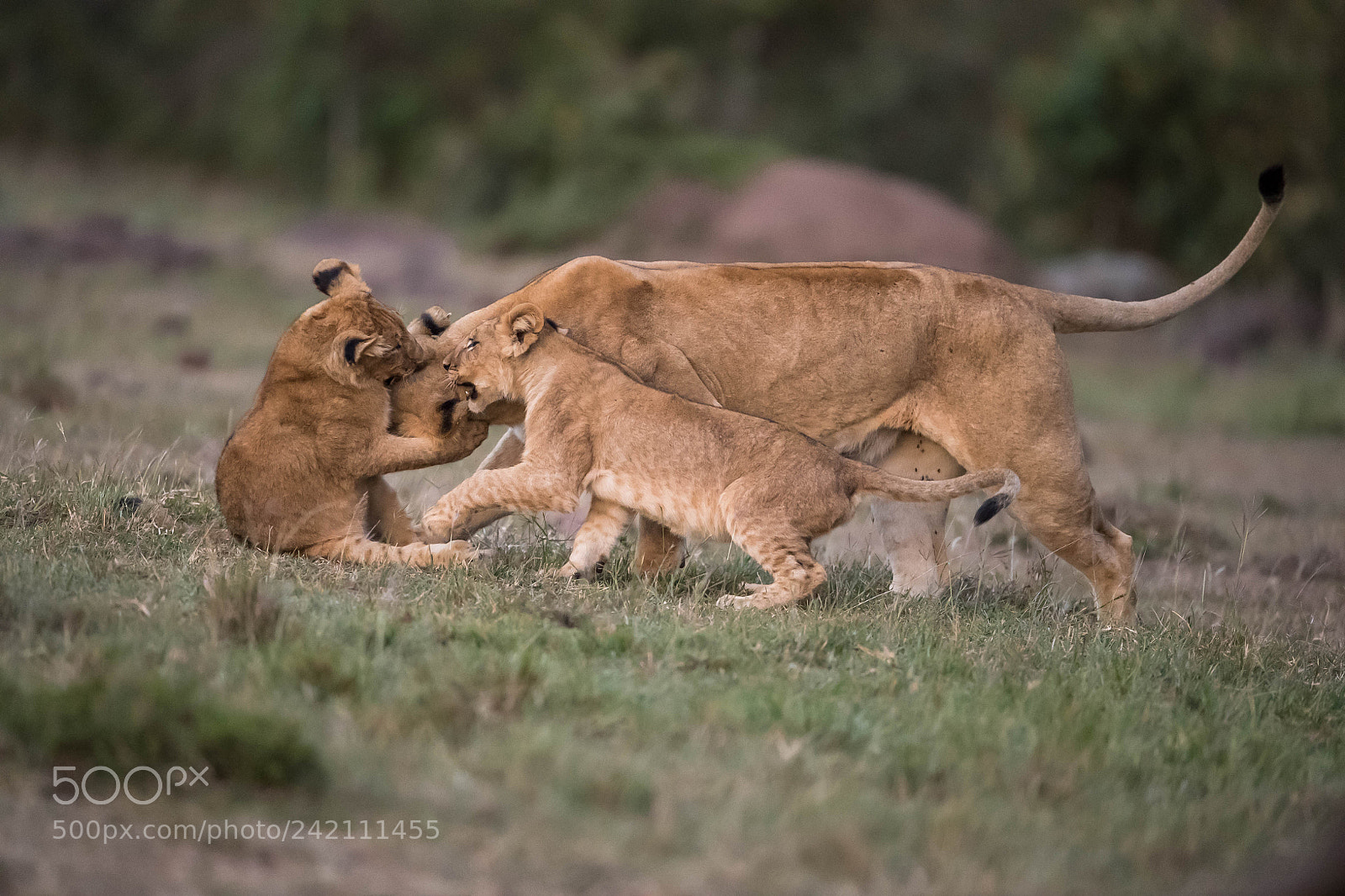 Nikon D5 sample photo. Mother and her cubs photography