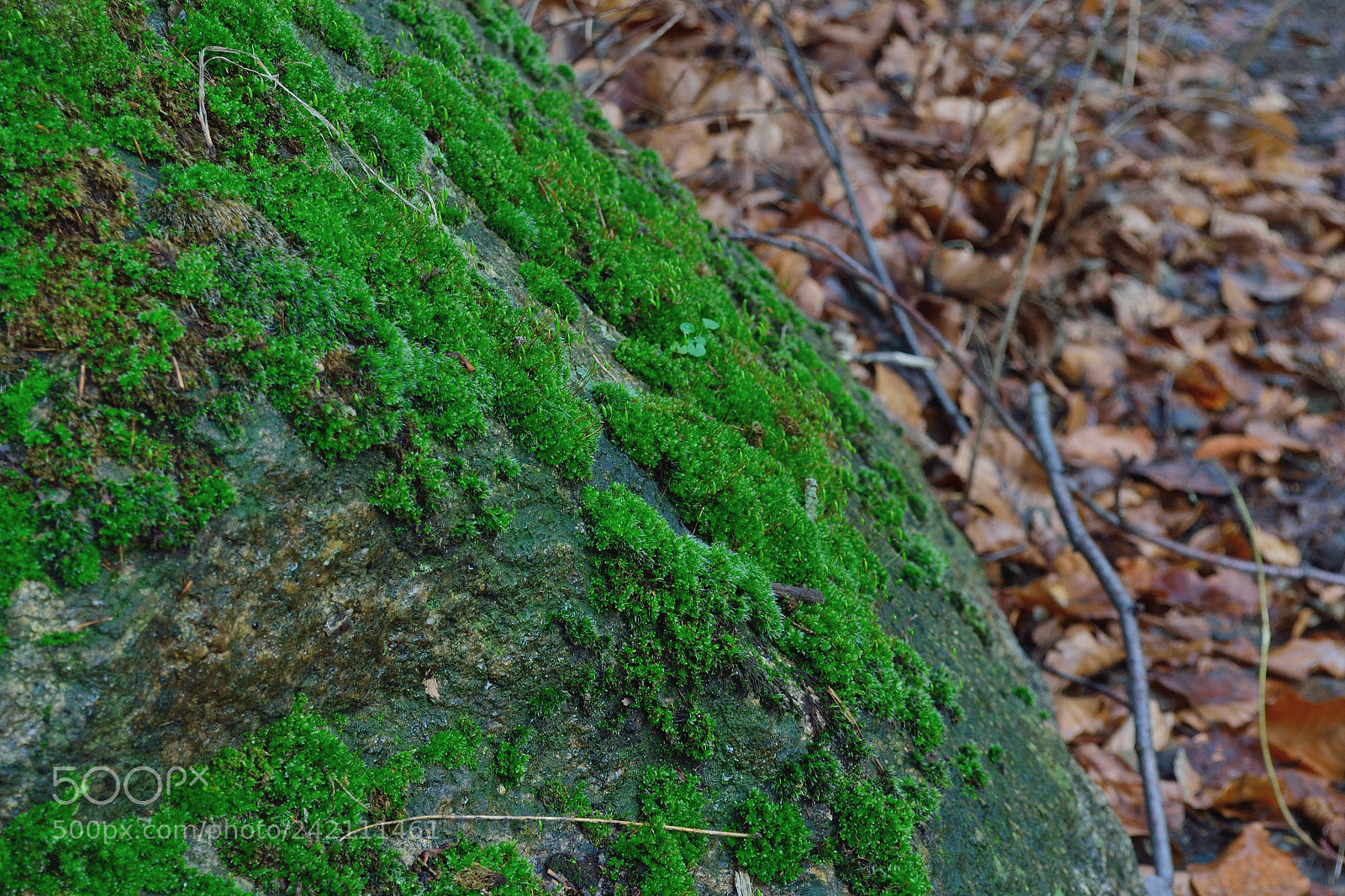 Nikon D3100 sample photo. Mossy stone photography