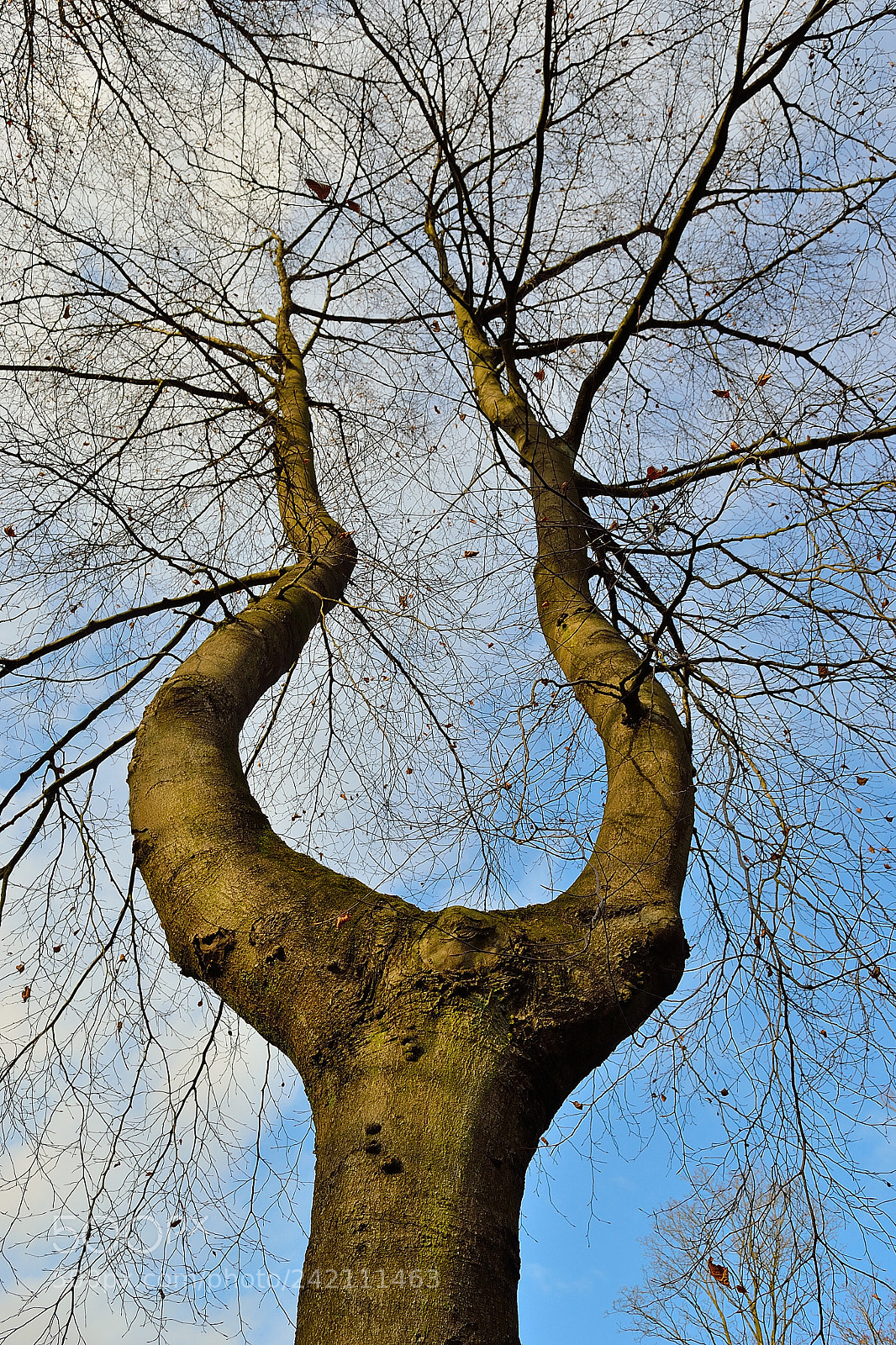 Nikon D3100 sample photo. Bifurcated tree photography