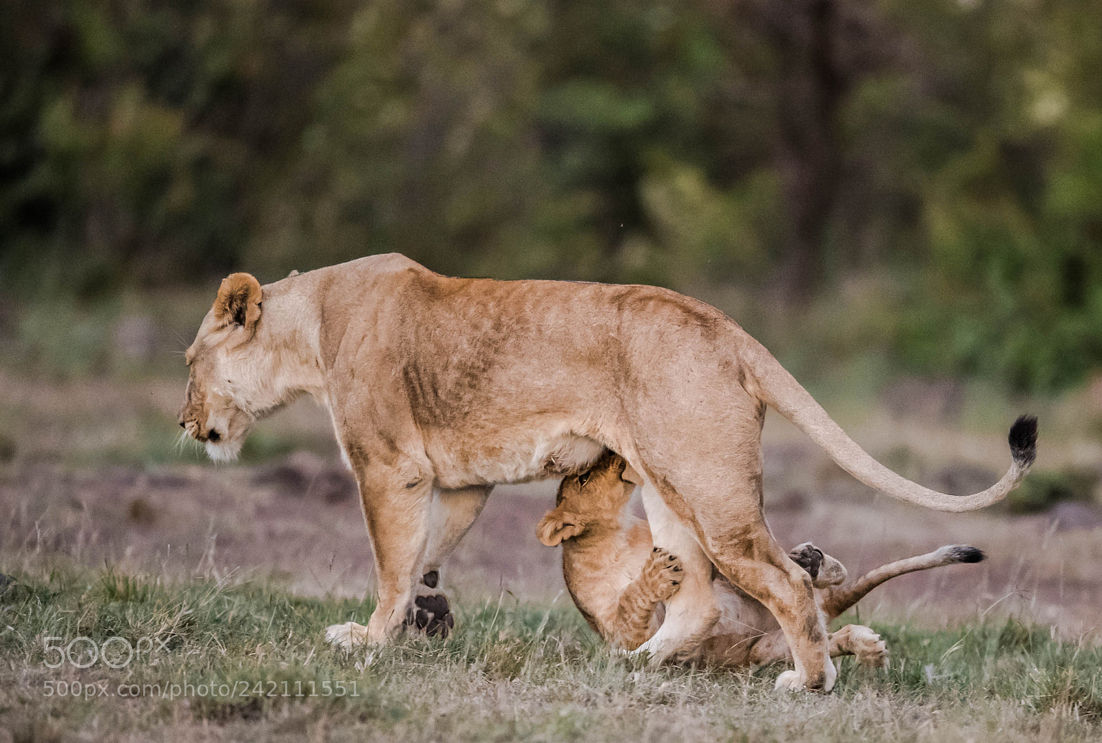 Nikon D5 sample photo. Suckling cub photography