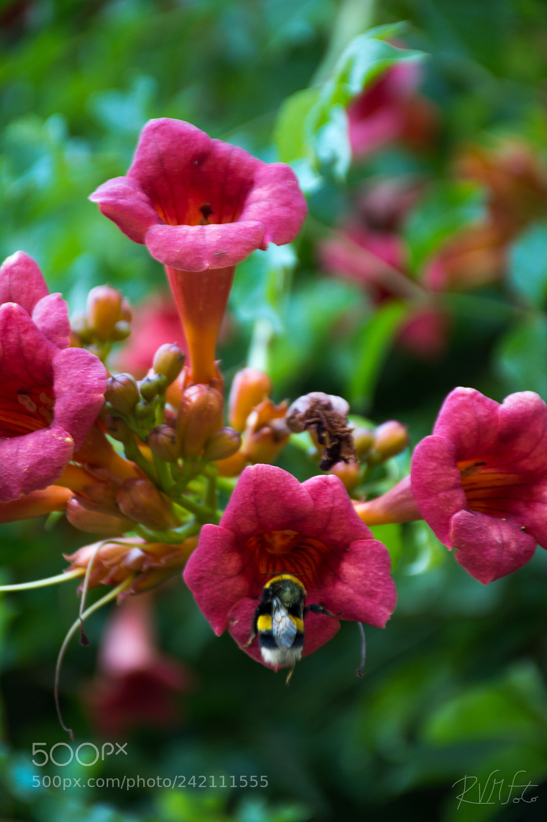 Nikon D7100 sample photo. Bumblebee in paine, country photography