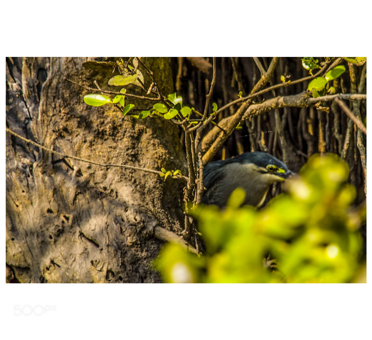 Nikon D3200 sample photo. Heron photography