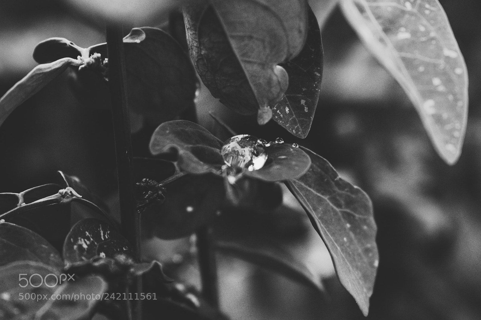 Nikon D3400 sample photo. Memoir of rain photography