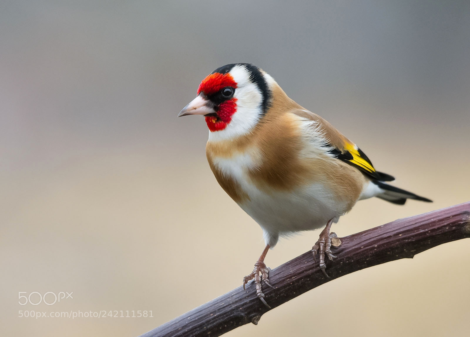 Nikon D7200 sample photo. Goldfinch photography