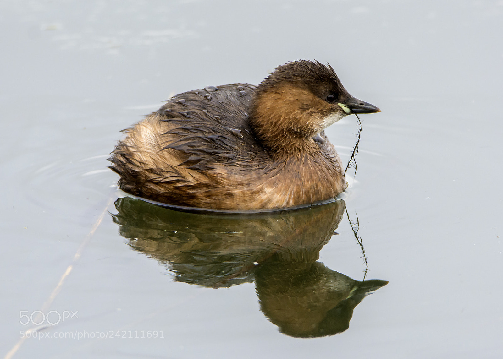 Nikon D7100 sample photo. Little grebe photography