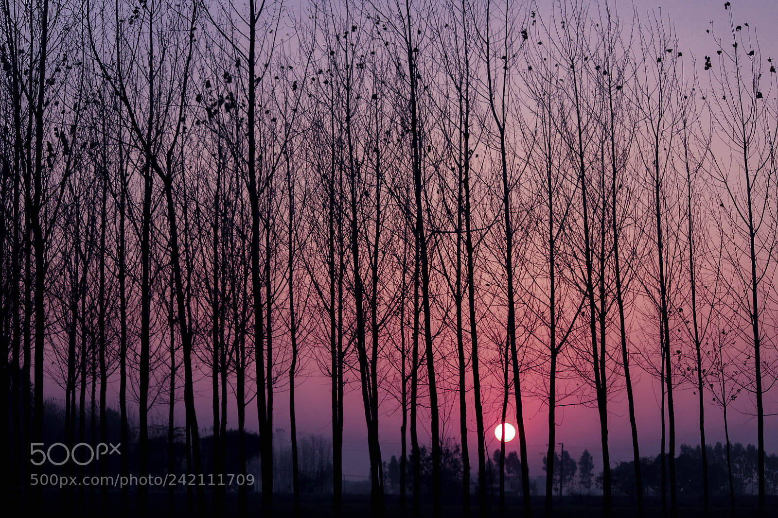Canon EOS 1300D (EOS Rebel T6 / EOS Kiss X80) sample photo. Sunsets at chandigarh photography
