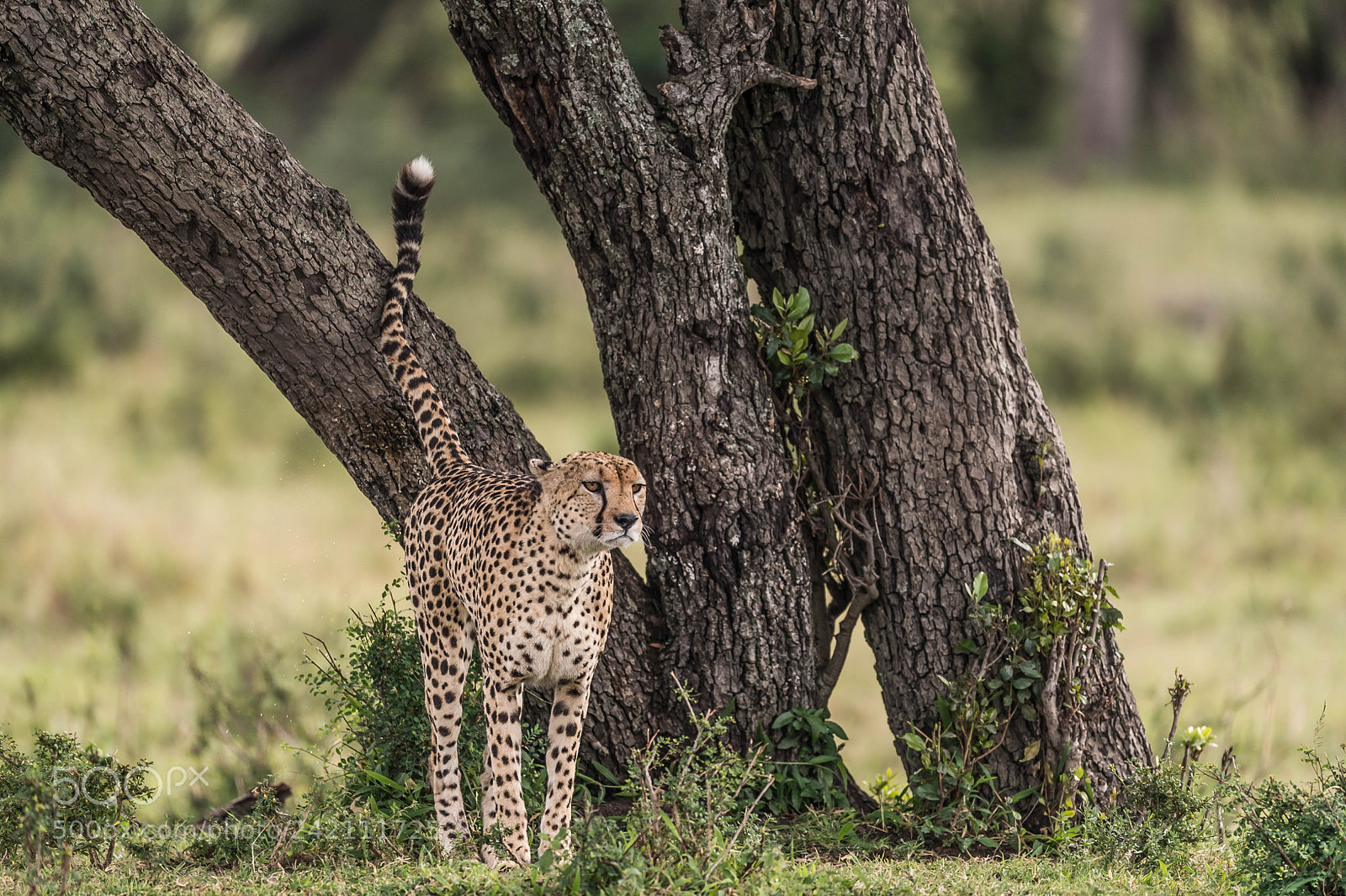 Nikon D5 sample photo. Cheetah photography