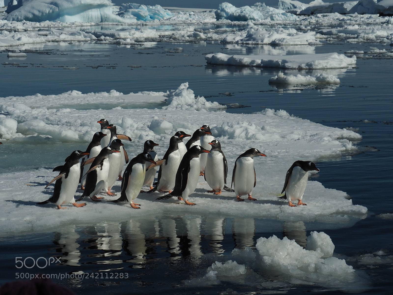 Olympus OM-D E-M5 II sample photo. Gang of penguins #1 photography
