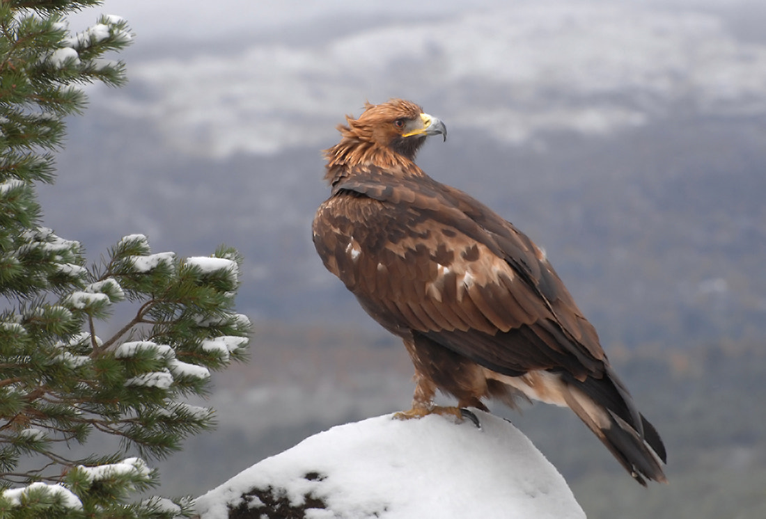 Nikon D2Xs sample photo. Golden eagle scotland photography