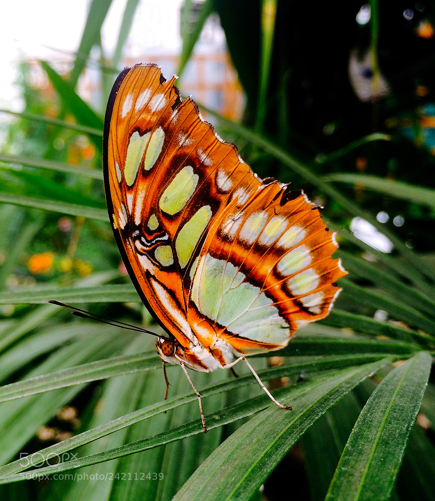 Apple iPhone 5s sample photo. Psychedelic photography