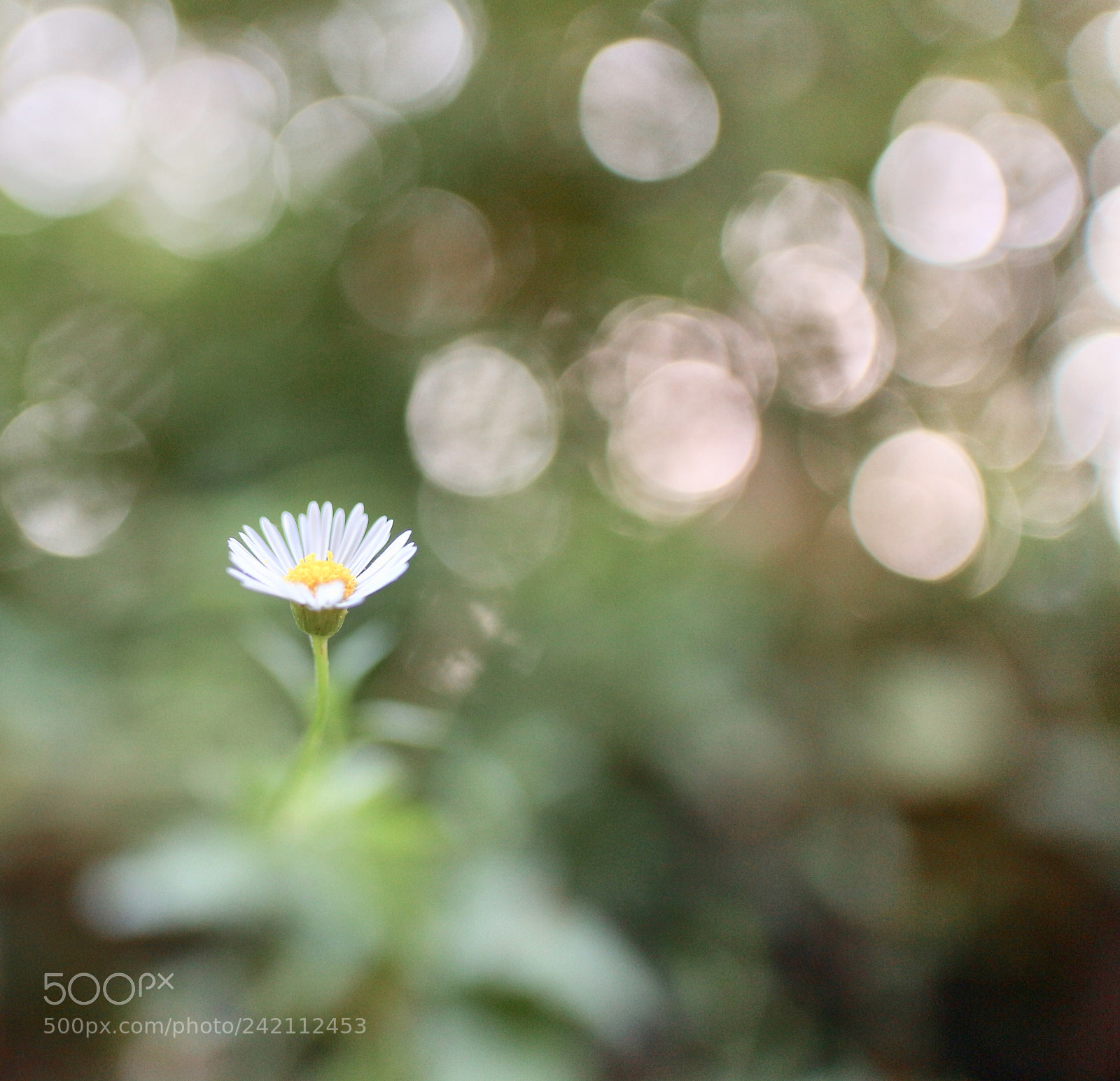 Canon EOS M10 sample photo. Flower photography