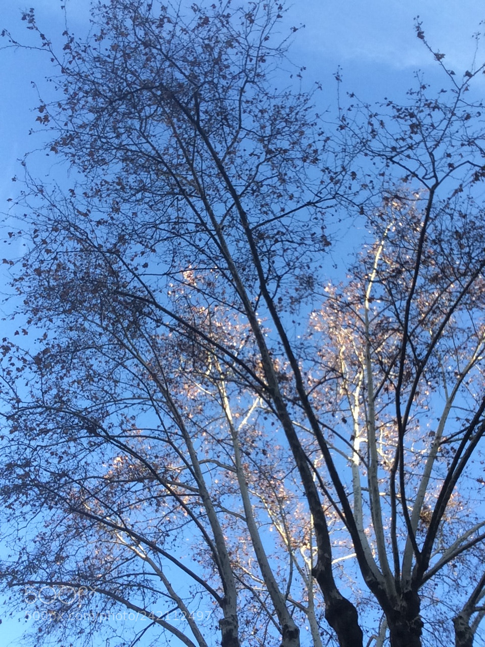 Apple iPhone 5s sample photo. Sunny morning photography