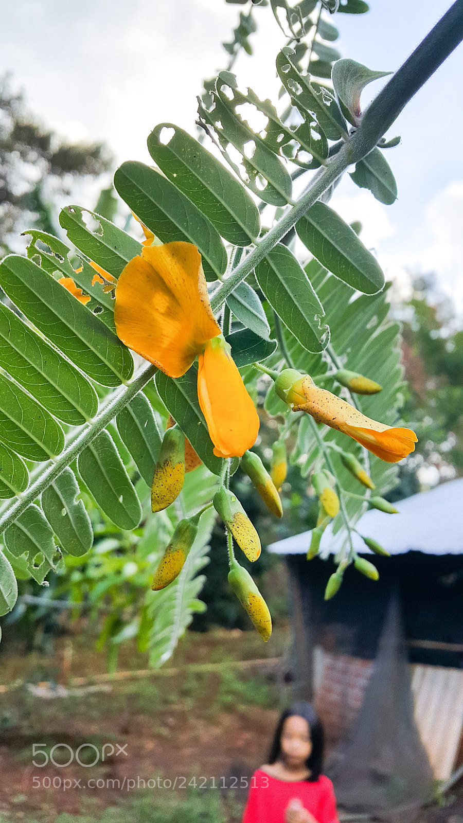 Samsung Galaxy Note5 sample photo. Untitled photography