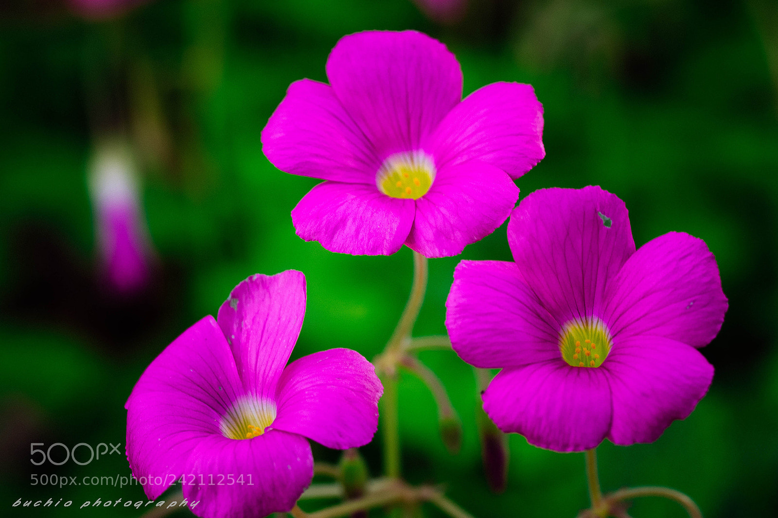 Olympus OM-D E-M1 sample photo. Oxalis photography