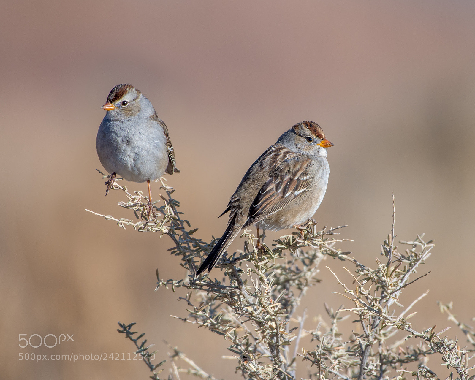 Nikon D500 sample photo. Immature white-crowned sparrows photography