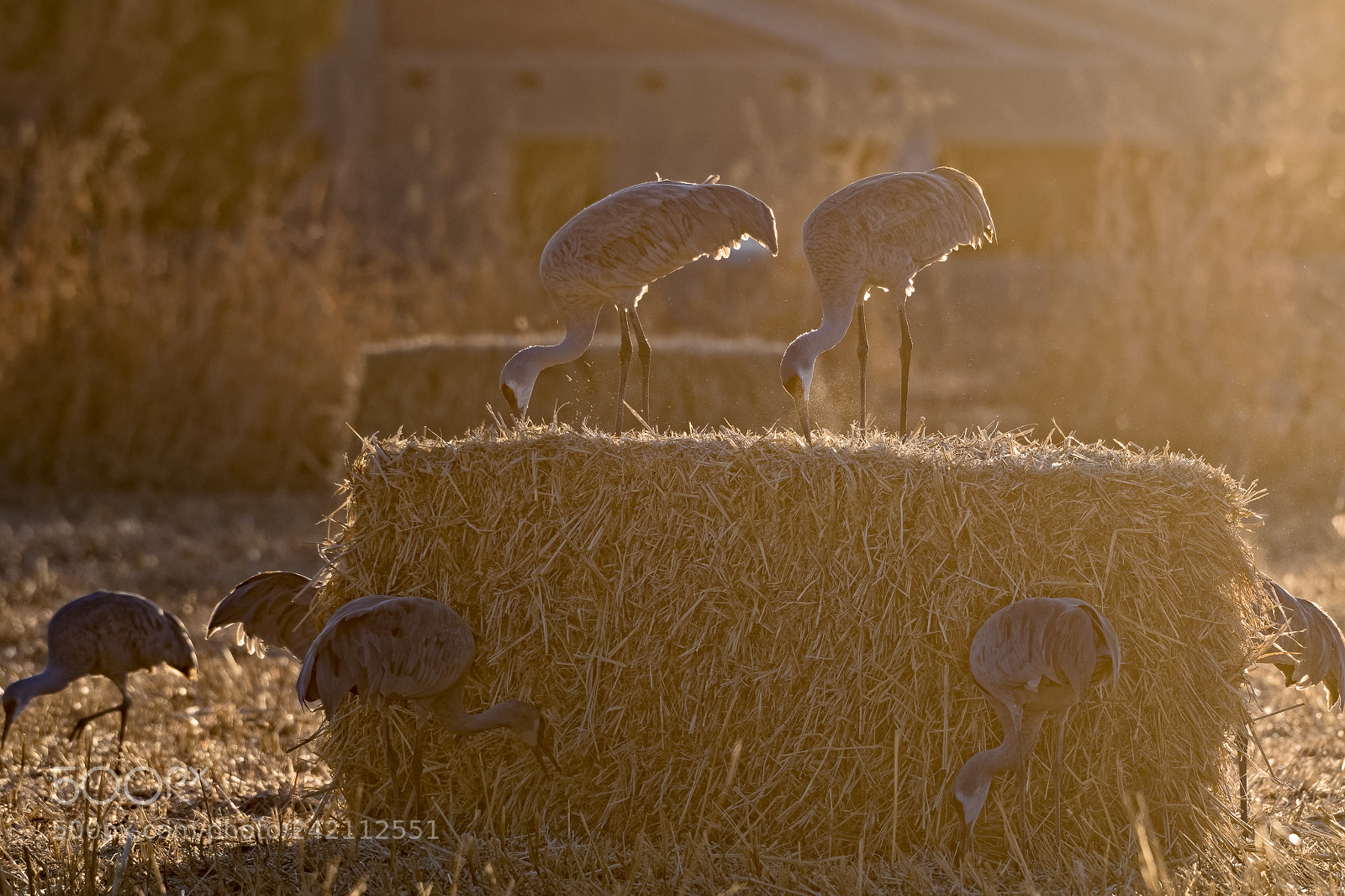Nikon D500 sample photo. Sandhill cranes photography