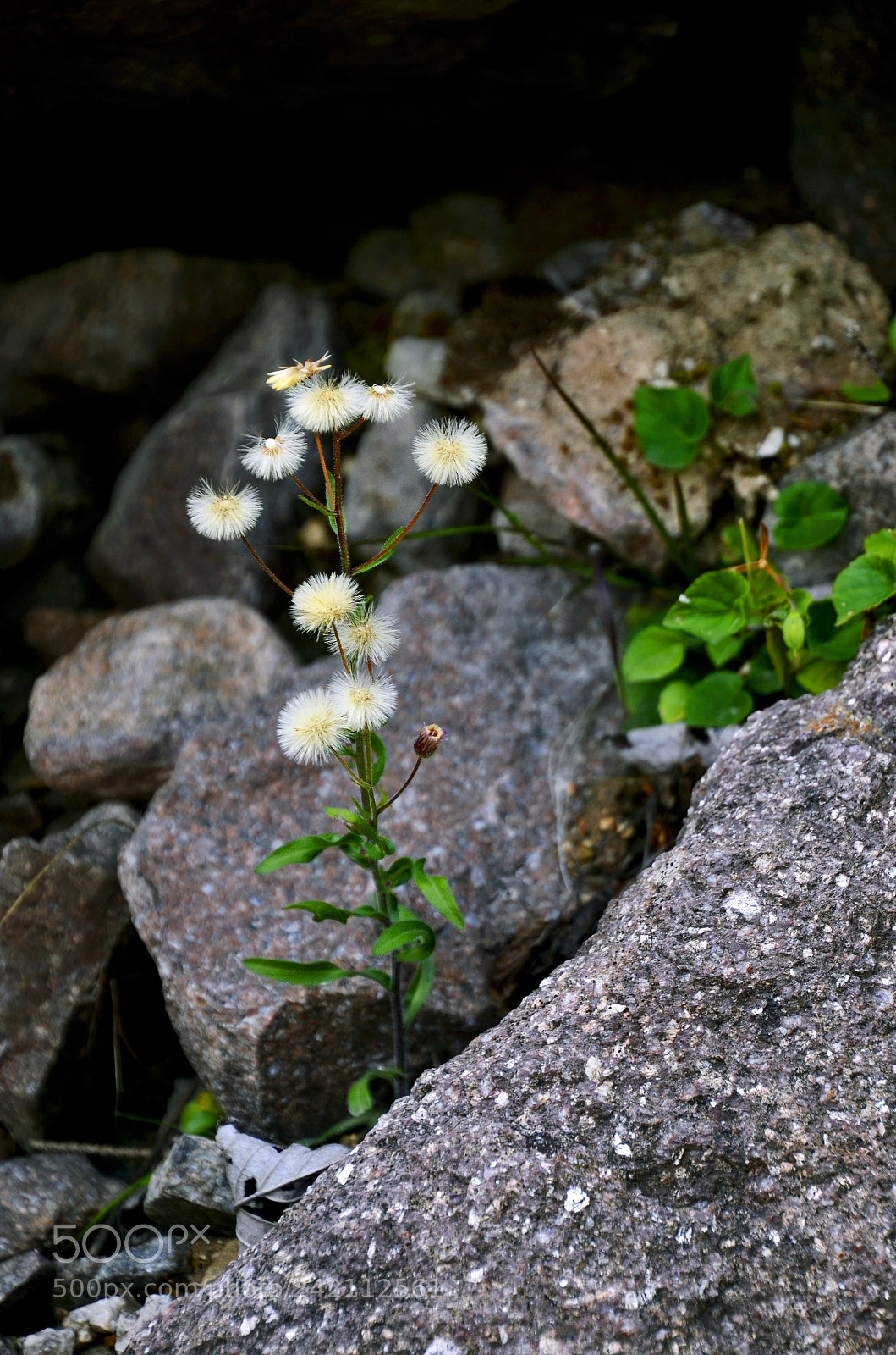 Nikon D7000 sample photo. Day 29 - nature photography