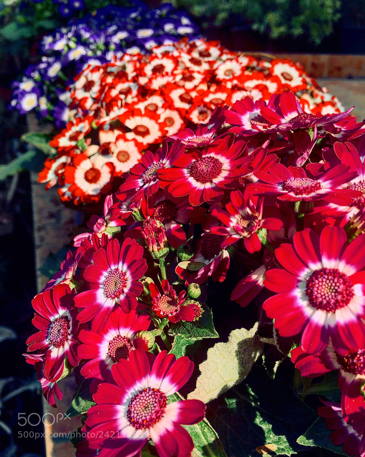 Apple iPhone 6s Plus sample photo. Untitled photography