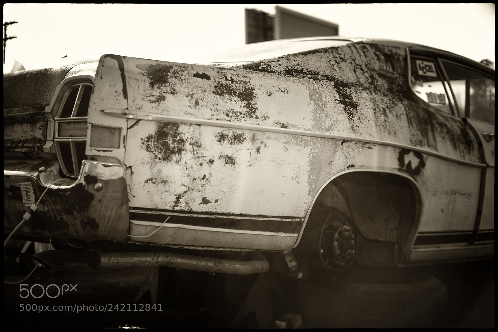 Leica M Monochrom (Typ 246) sample photo. Rear up photography