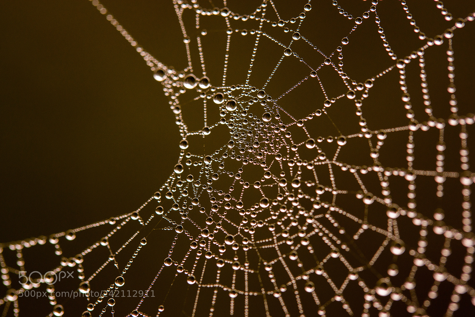 Sony SLT-A65 (SLT-A65V) sample photo. Spiderweb photography