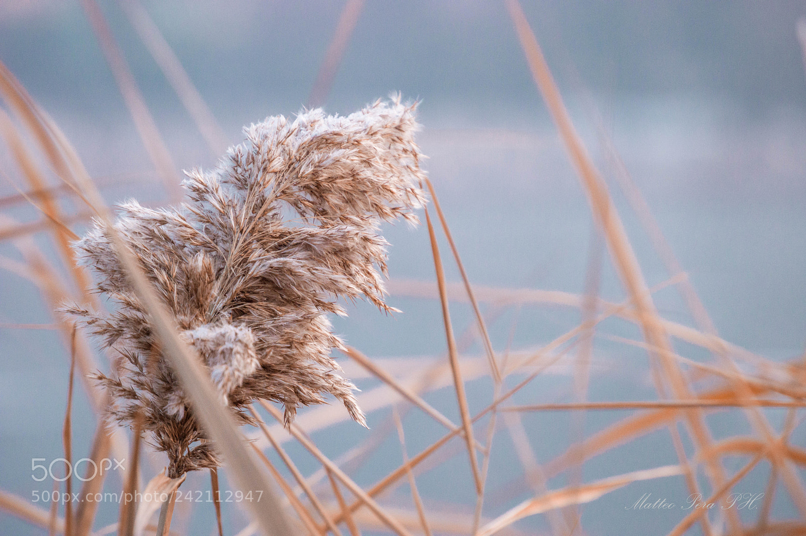Nikon D3200 sample photo. Reeds photography