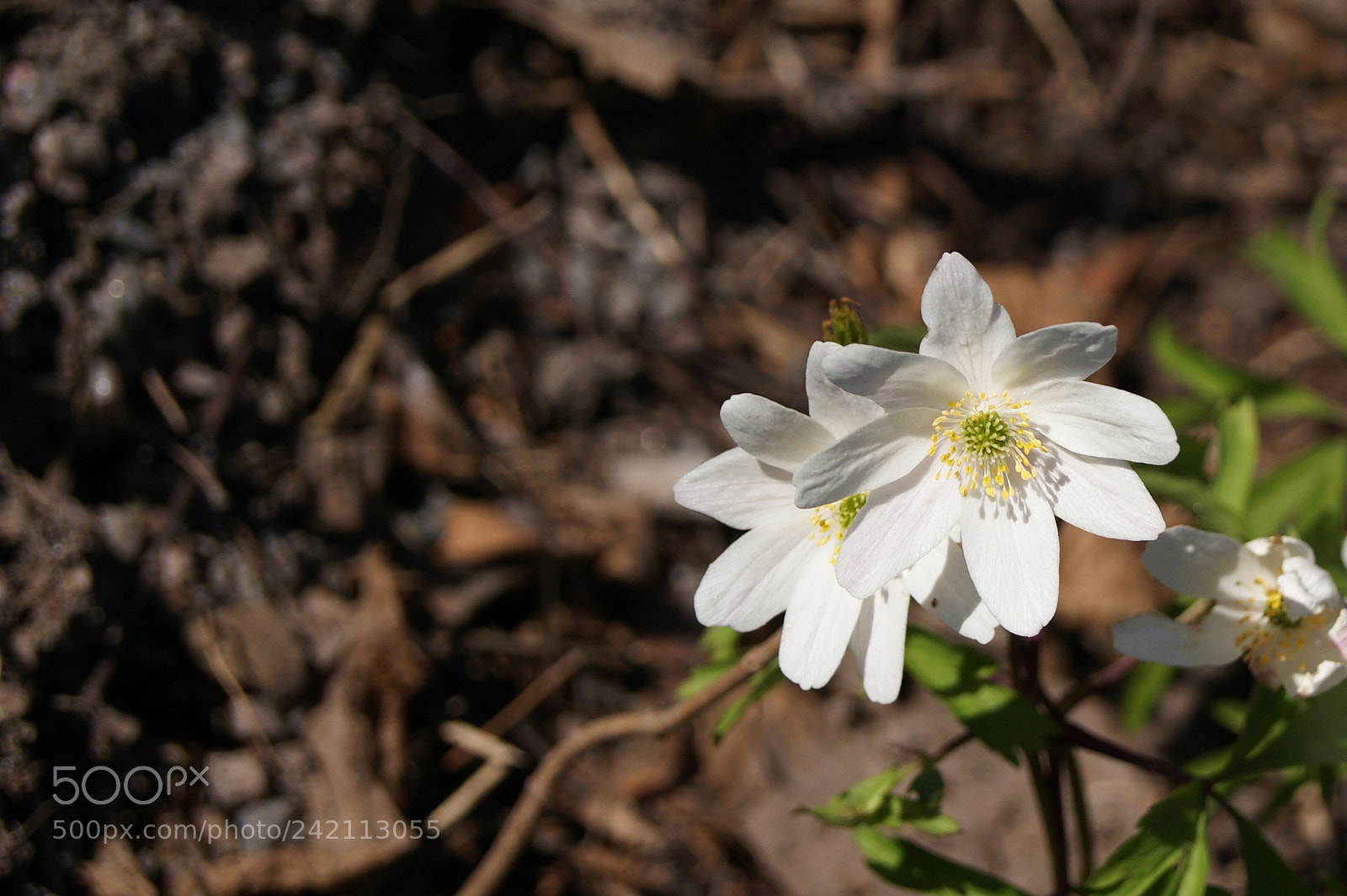 Sony Alpha DSLR-A230 sample photo. Wood anemone photography
