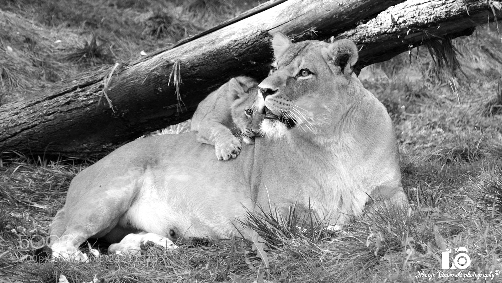 Panasonic Lumix DMC-FZ1000 sample photo. Playing (bw) photography